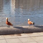 jardin neskuchny des canards roux :)